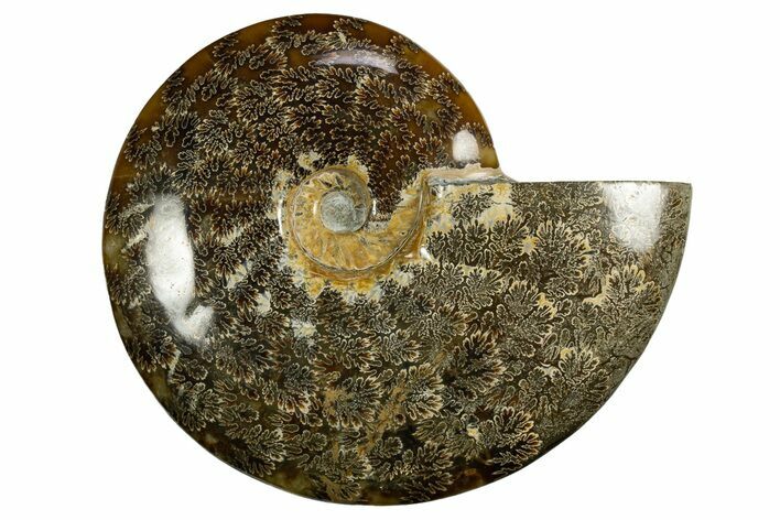 Polished, Agatized Ammonite (Cleoniceras) - Madagascar #327682